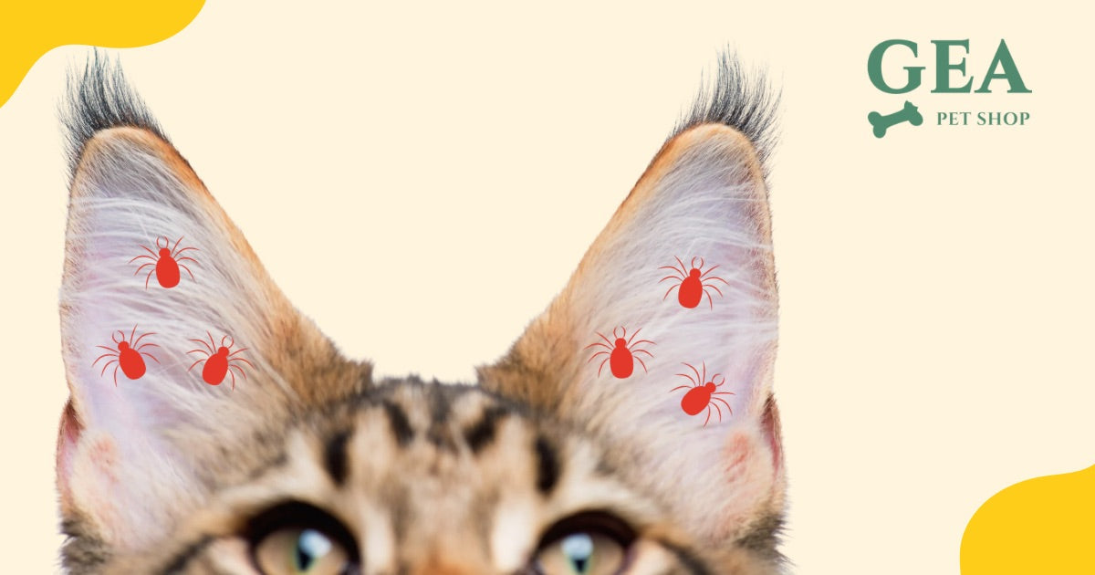 Acari delle Orecchie nel Gatto: Sintomi, Diagnosi, Trattamento e Prevenzione