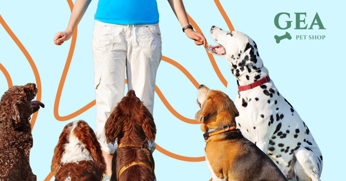 Come Addestrare il Cane: Guida Completa al Rinforzo Positivo