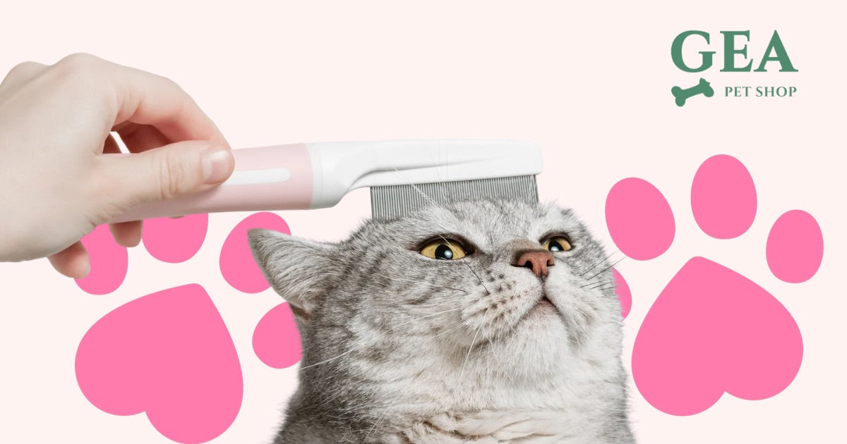 Toelettatura del Gatto: Guida Completa per Mantenerlo Sano e Lucente
