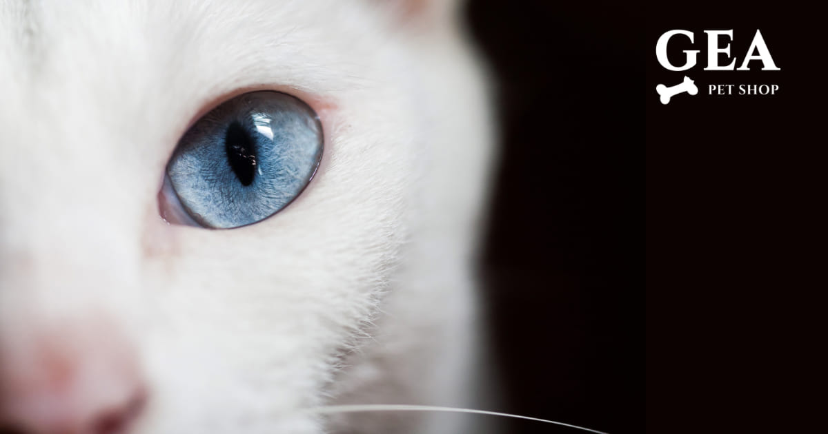Occhi Gatto: Problemi, Sintomi, Cure e Prevenzione