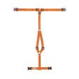 XXXS (torace 30-40cm)