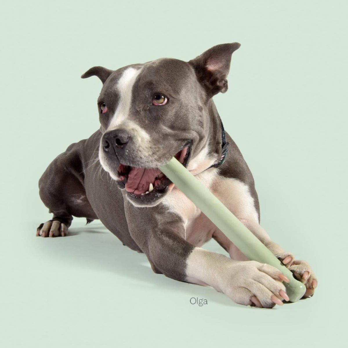 United Pets Gioco in Gomma per Cani Mr. Branch
