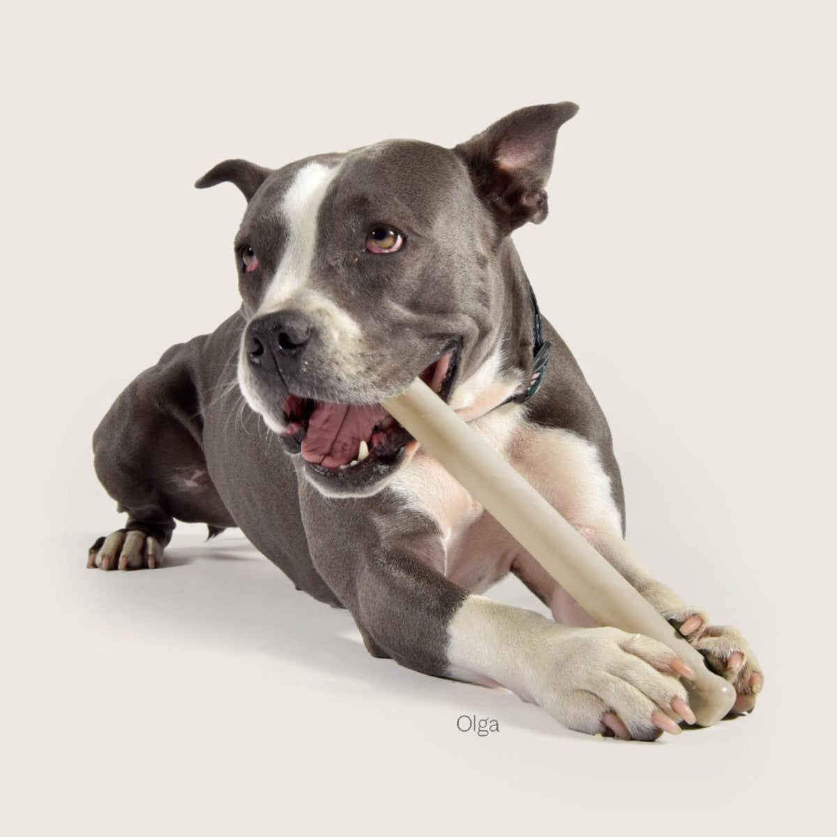United Pets Gioco in Gomma per Cani Mr. Branch
