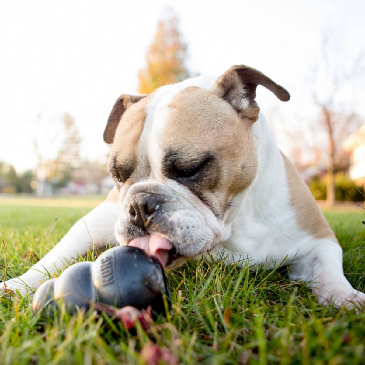 Kong Extreme Gioco per Cani