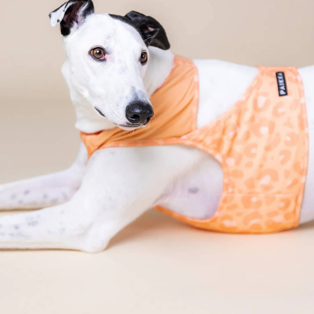 Paikka Maglia Refrigerante per Cani Leo Pesca