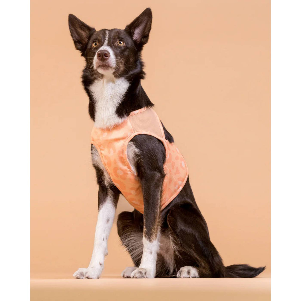 Paikka Maglia Refrigerante per Cani Leo Pesca