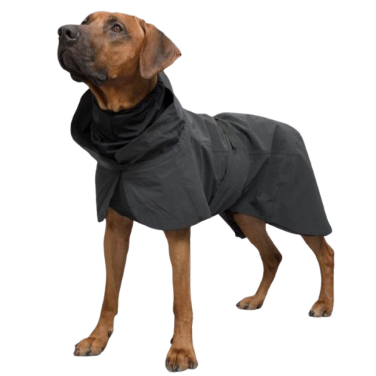 Paikka Impermeabile per Cani ad Alta Visibilità Nero
