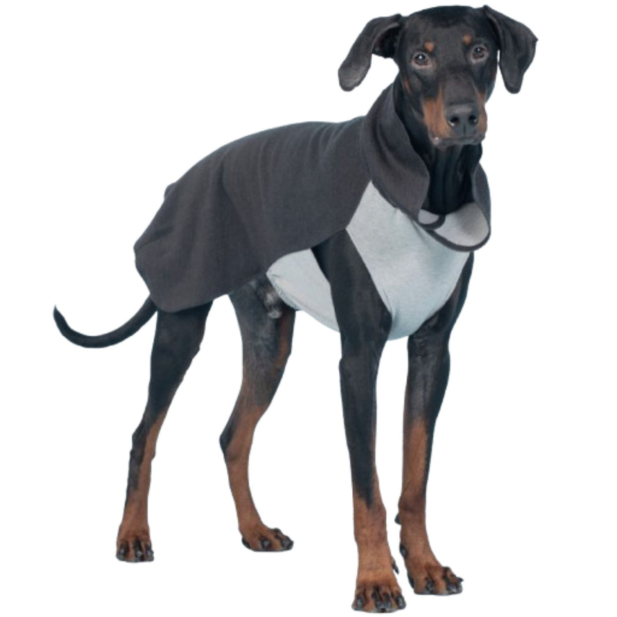 Paikka Maglia Invernale per Cani in Tessuto Recovery Grigio
