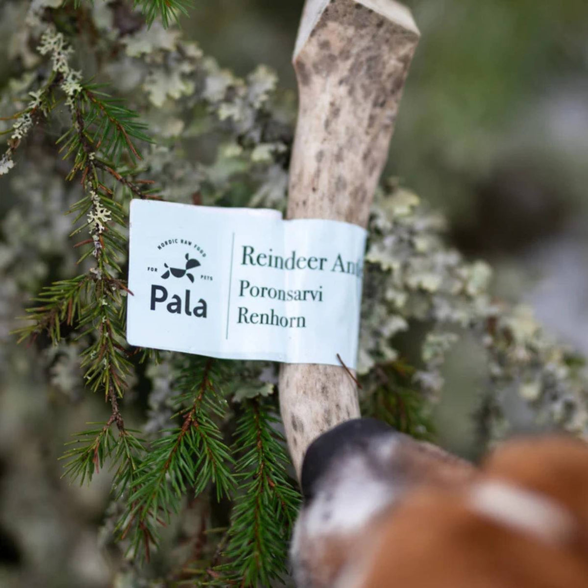 Pala Corna Intere di Renna Masticativo Naturale per Cani