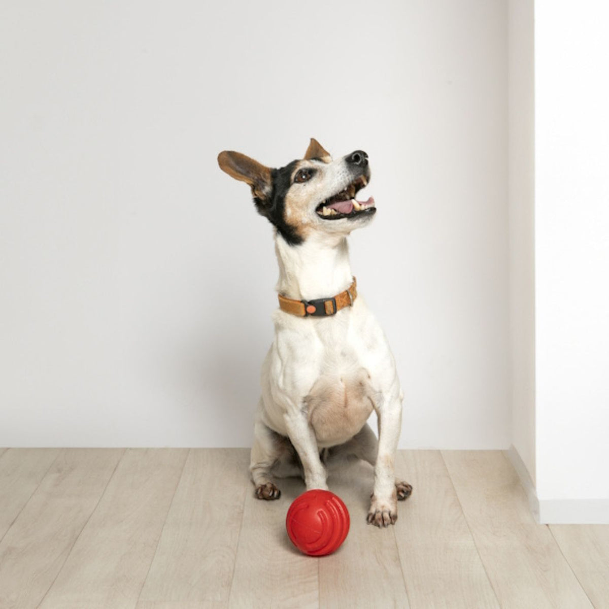 Bama Pet Palla Riga Gioco per Cani