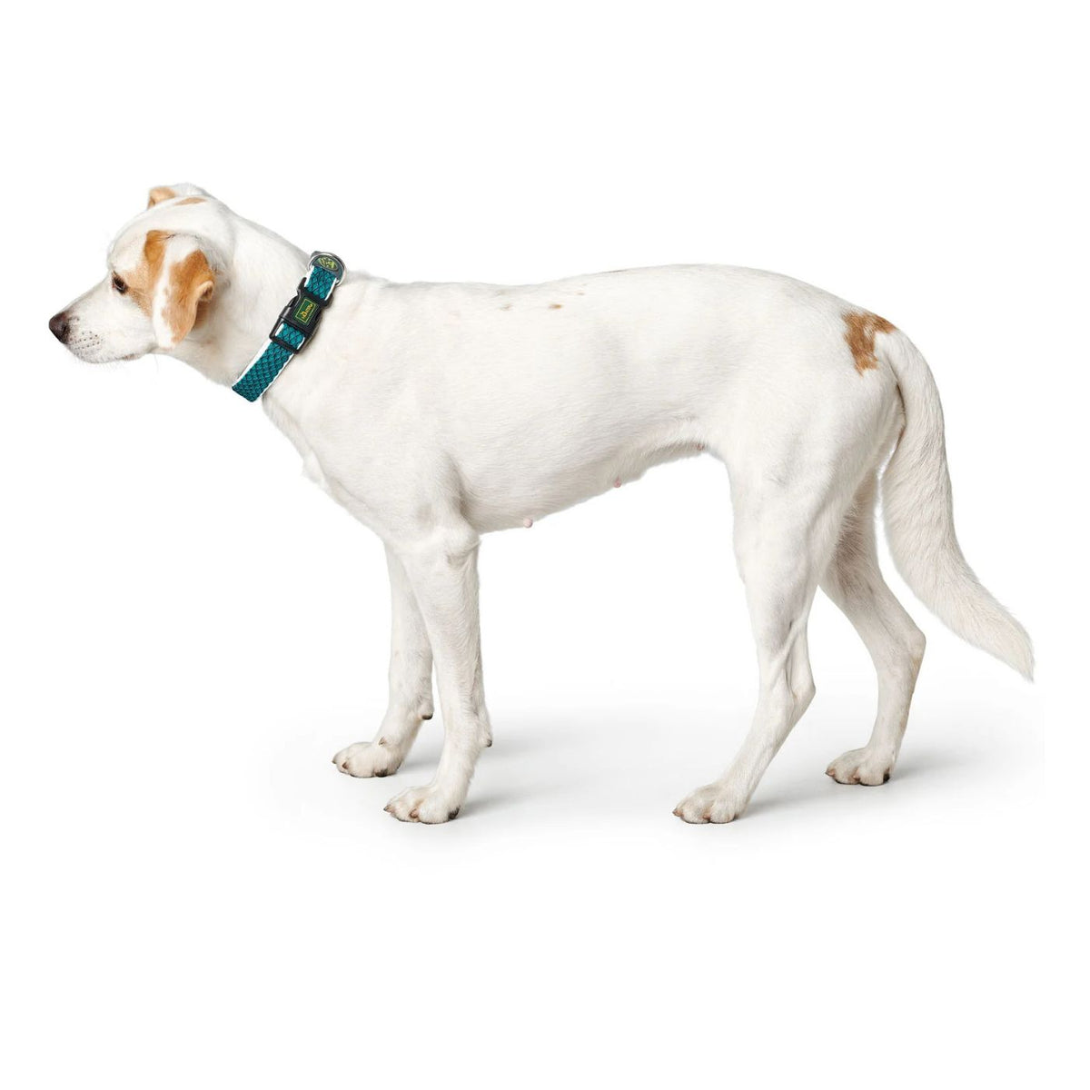 Hunter Collare per Cani Regolabile Hilo Vario Turchese Riflettente