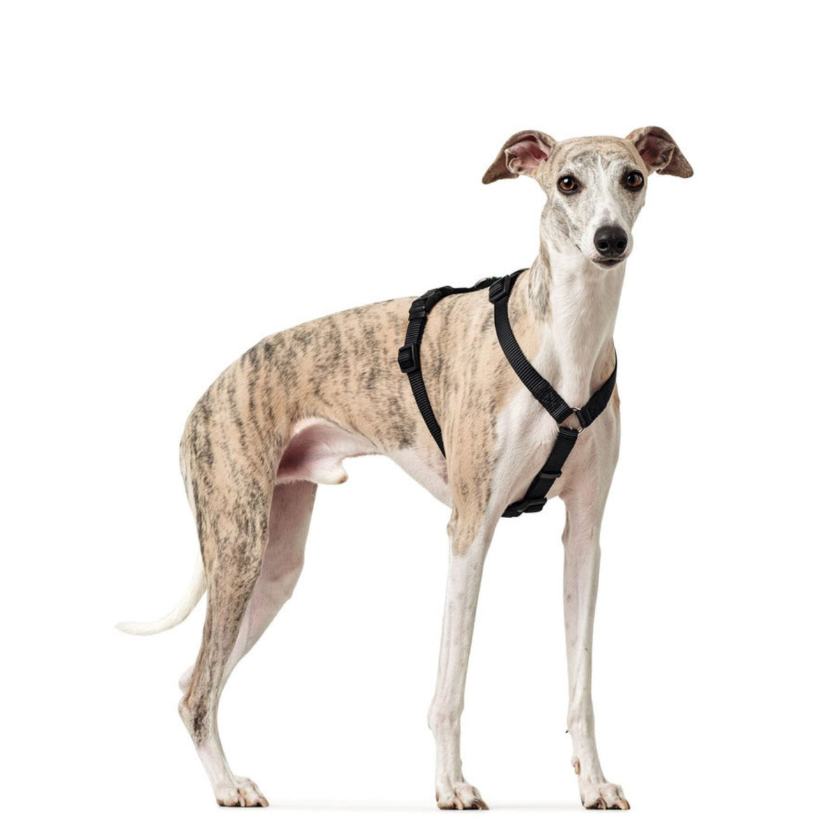 Hunter Pettorina Antifuga per Cani Vario Rapid Antip. Nylon