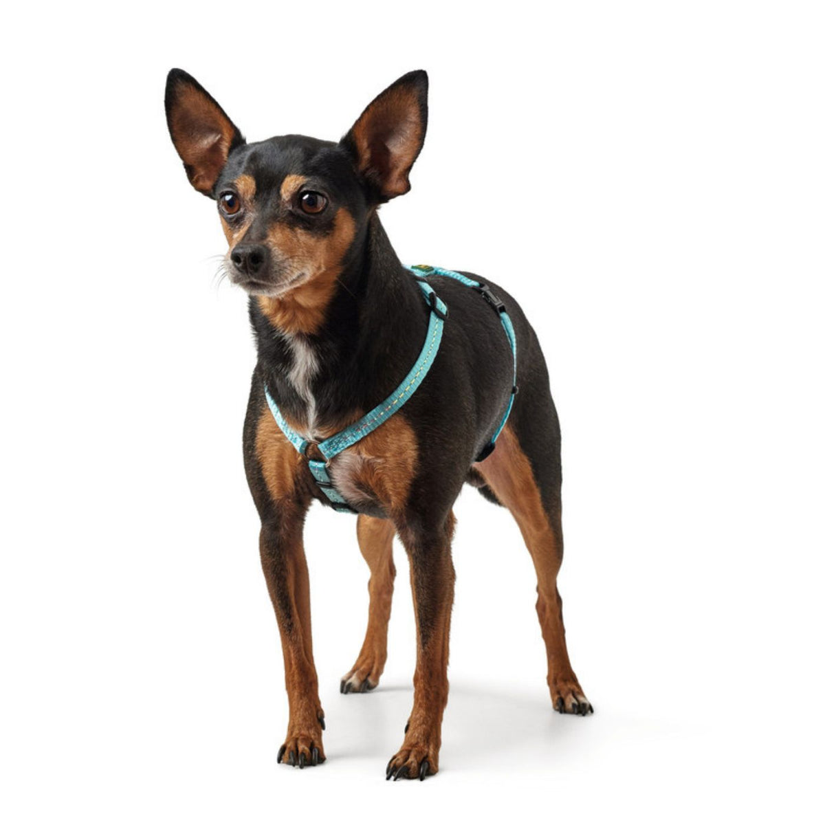 Hunter Pettorina ad H per Cani Tripoli in Nylon Azzurro Riflettente