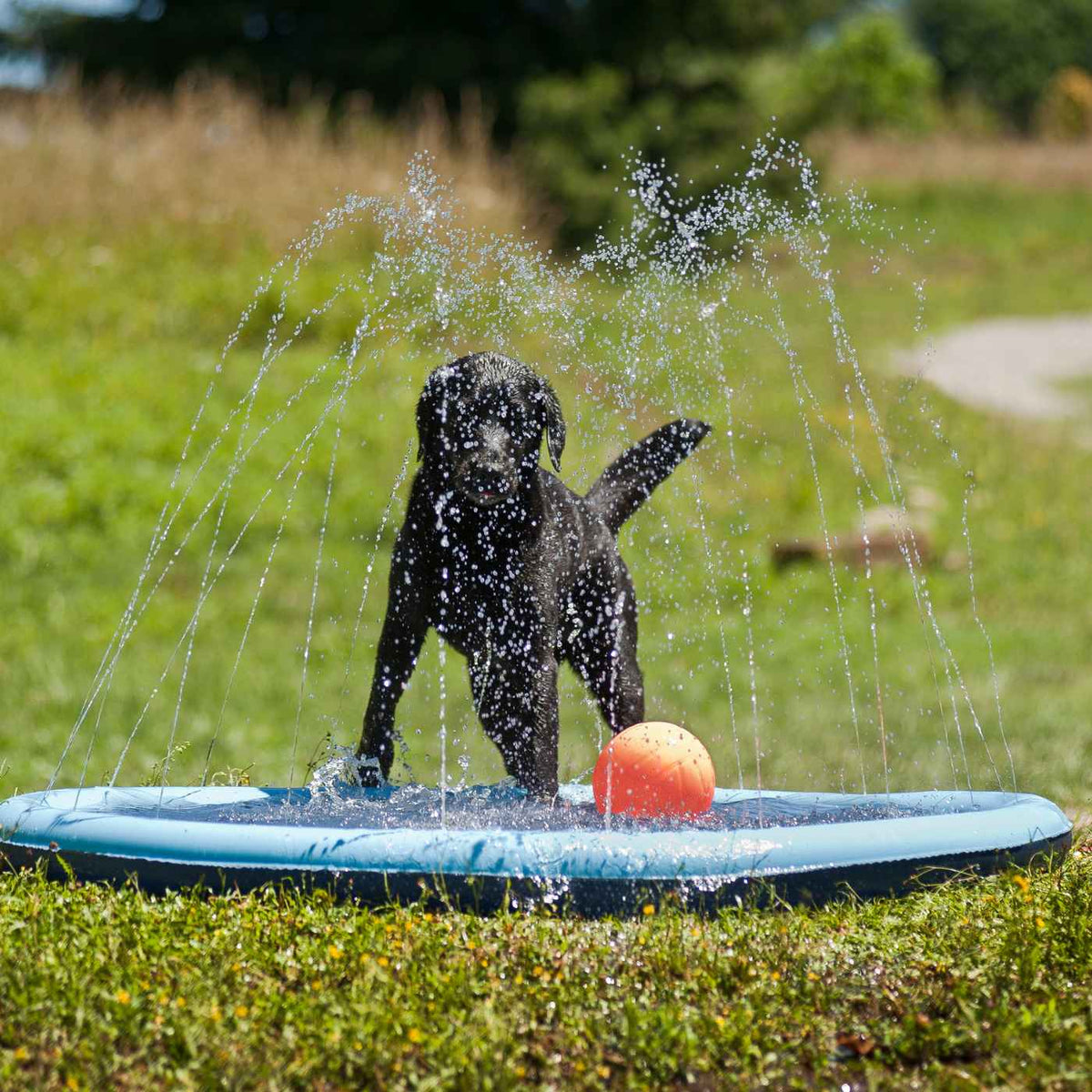 Ferribiella Piscina per Cani Splash Pool ø 150 cm Gioco d'Acqua