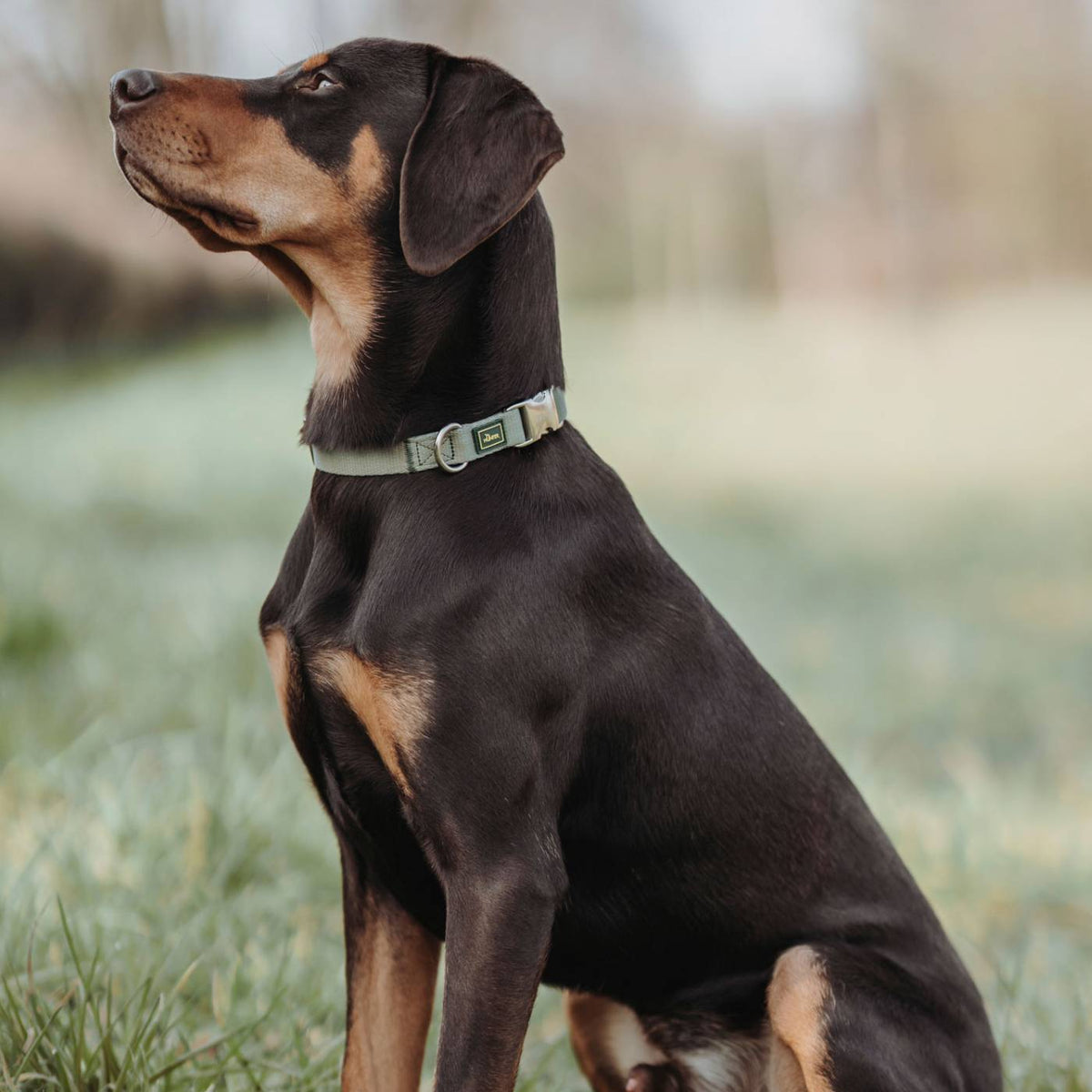 Hunter Collare per Cani Regolabile Inari Alu-Strong Verde Pastello