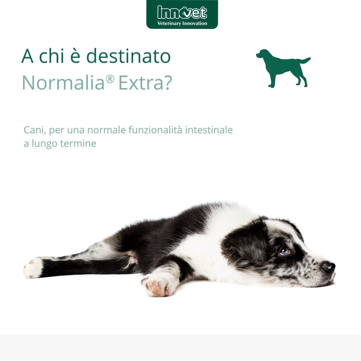 Normalia Extra Stick per Cani Innovet