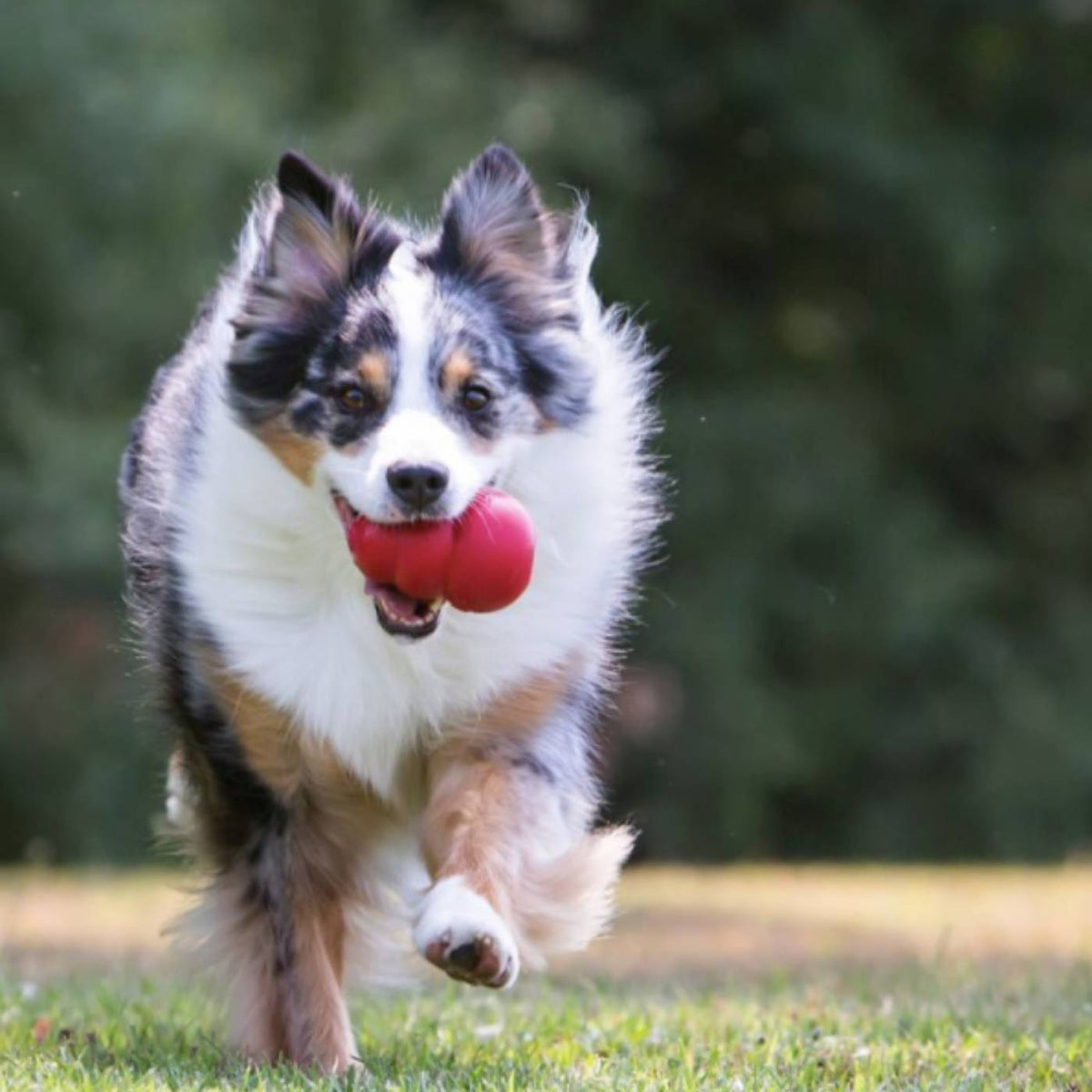 Kong Classic Gioco per Cani