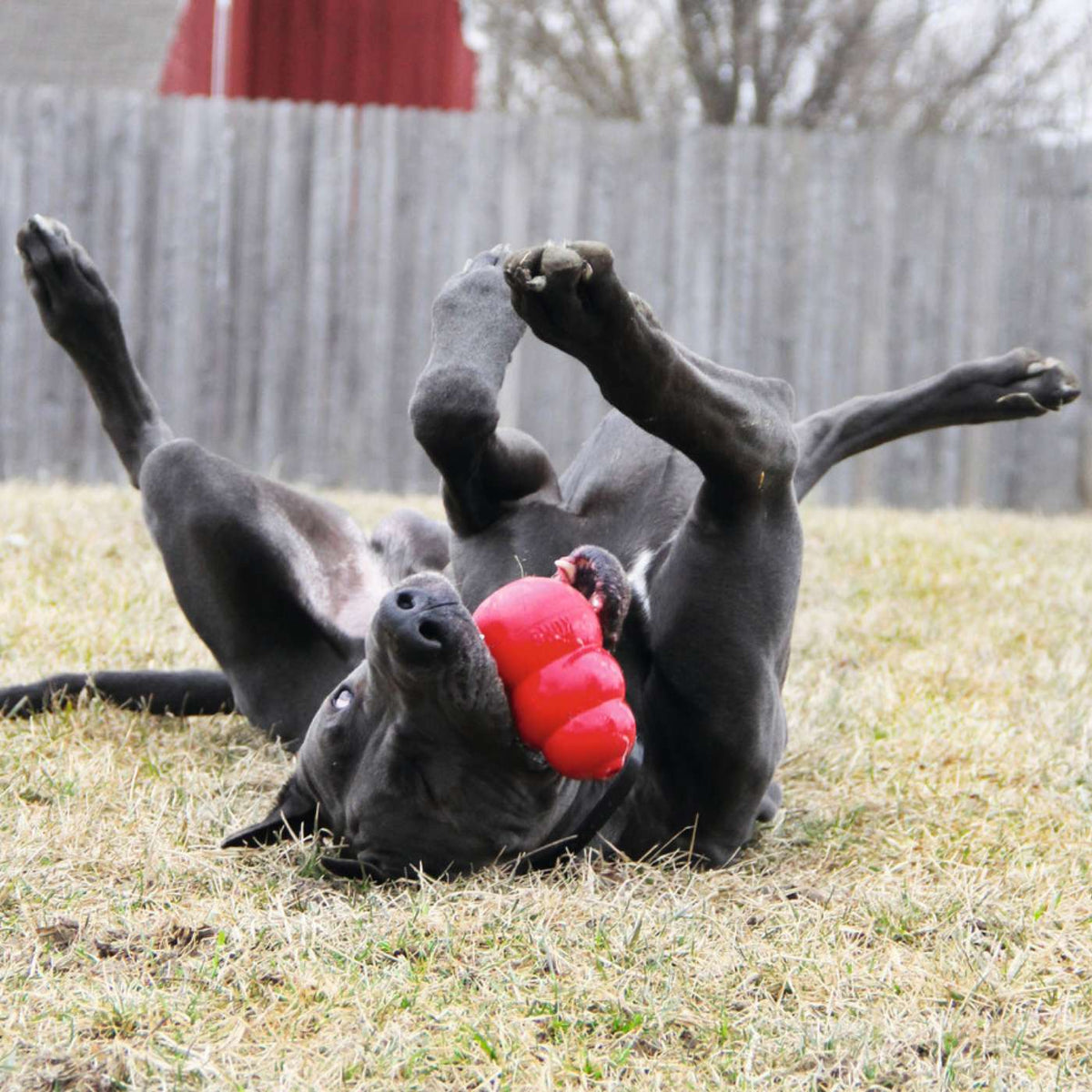 Kong Classic Gioco per Cani