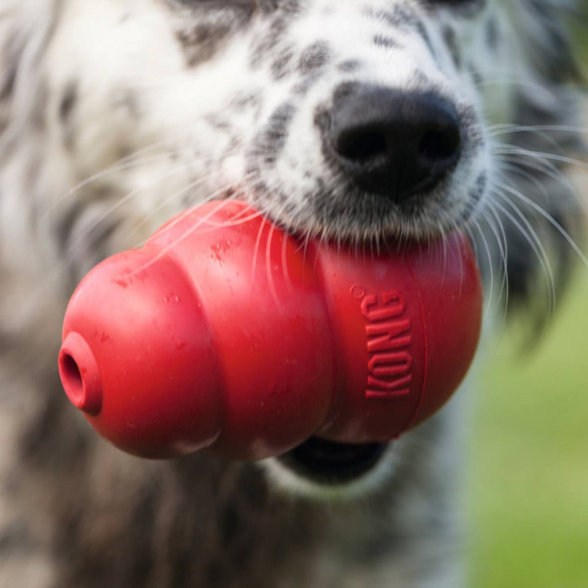 Kong Classic Gioco per Cani