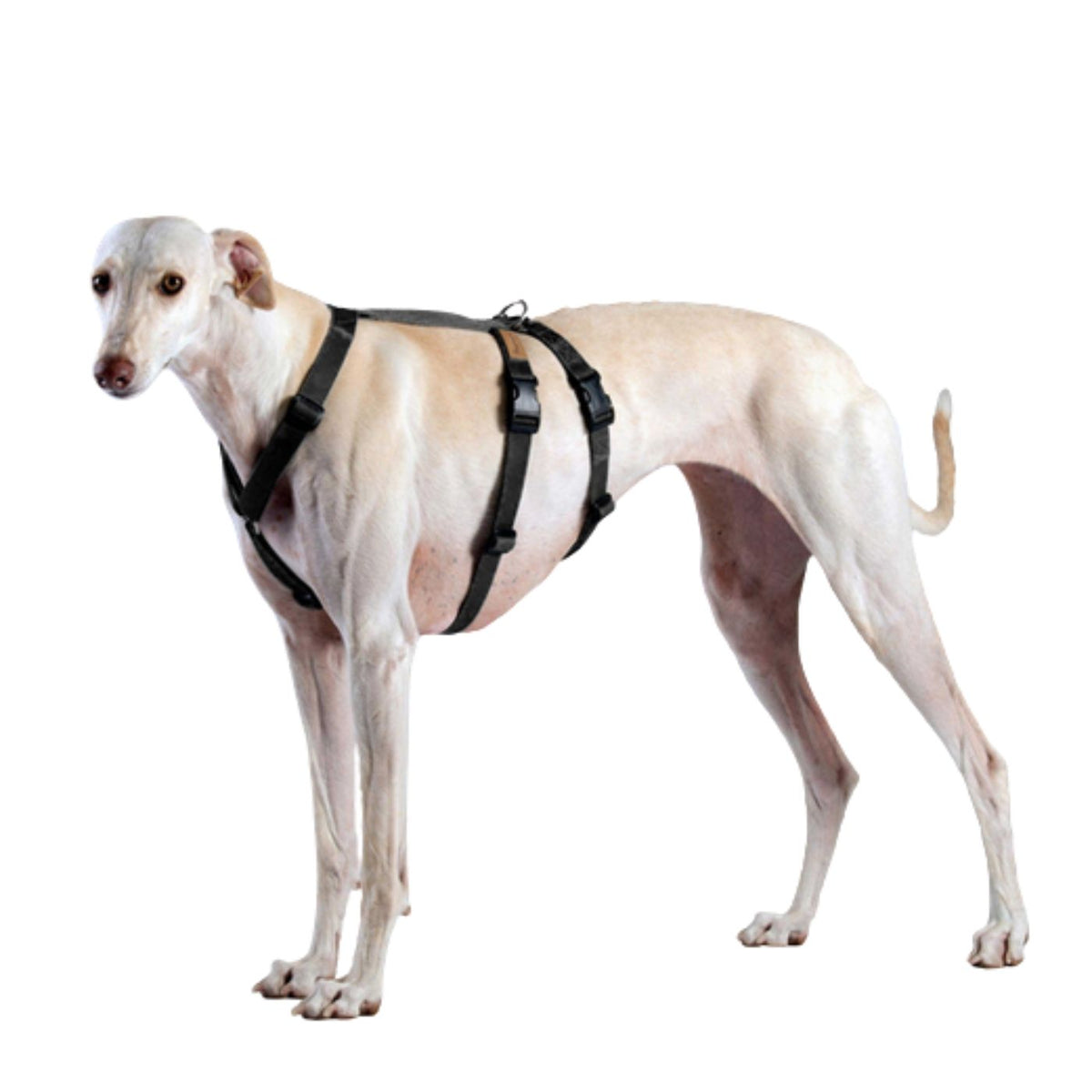 Haqihana Pettorina Doppia H Antifuga per Cani Nero