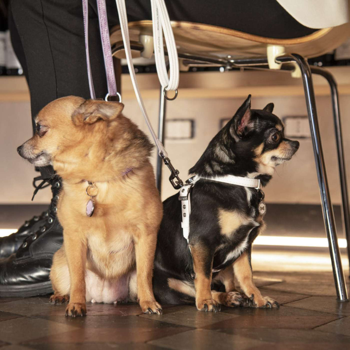 MyFamily Pettorina in Similpelle per Cani Bianca Saint Tropez