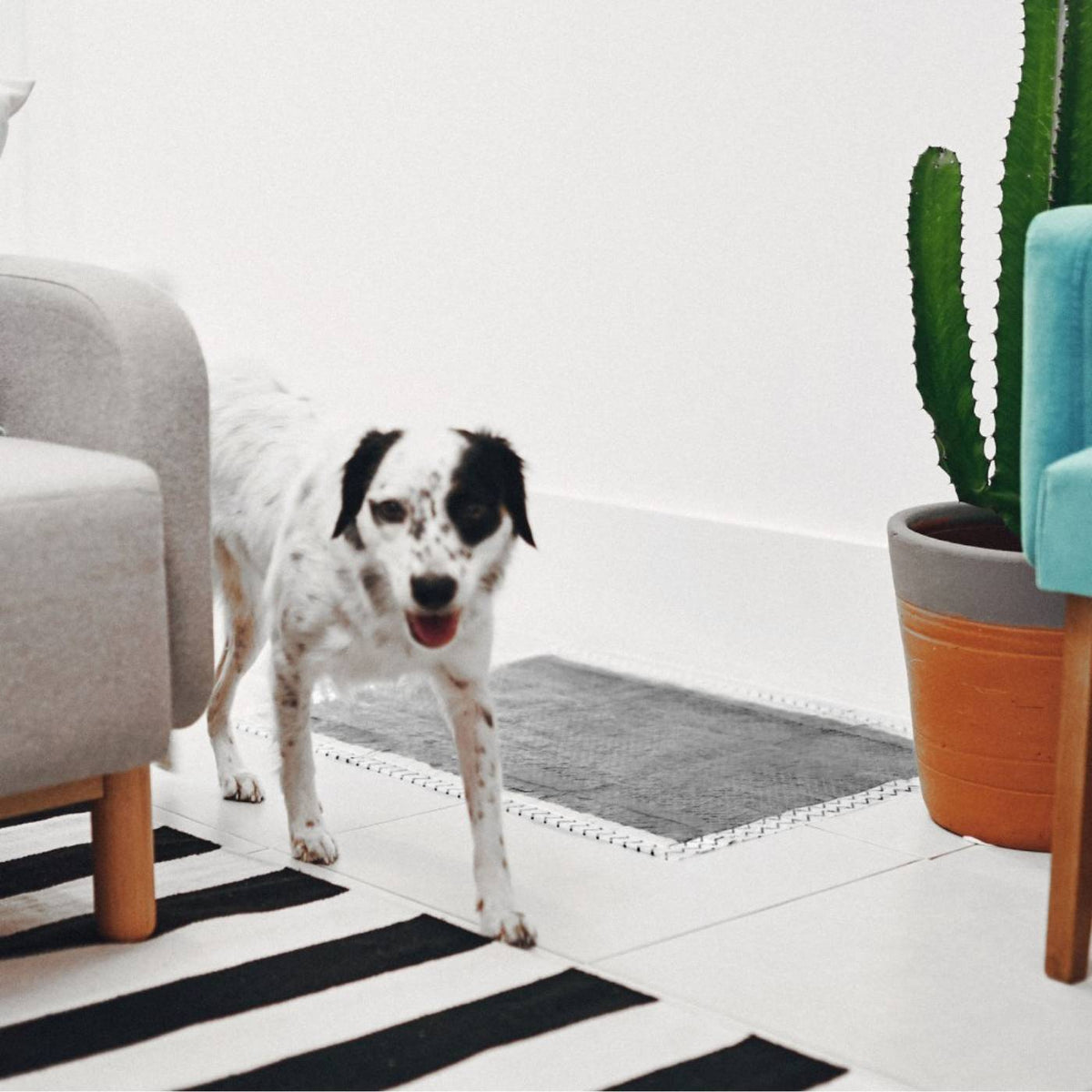 Zee.Dog Zee.Pad Tappetini Igienici Assorbenti per Cani 60 x 80cm 30pz