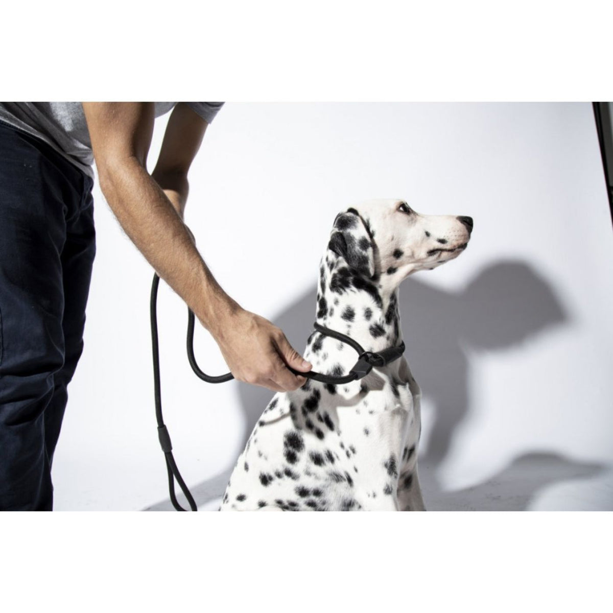 Zee.Dog Guinzaglio Retriever Semi Strozzo per Cani Gotham