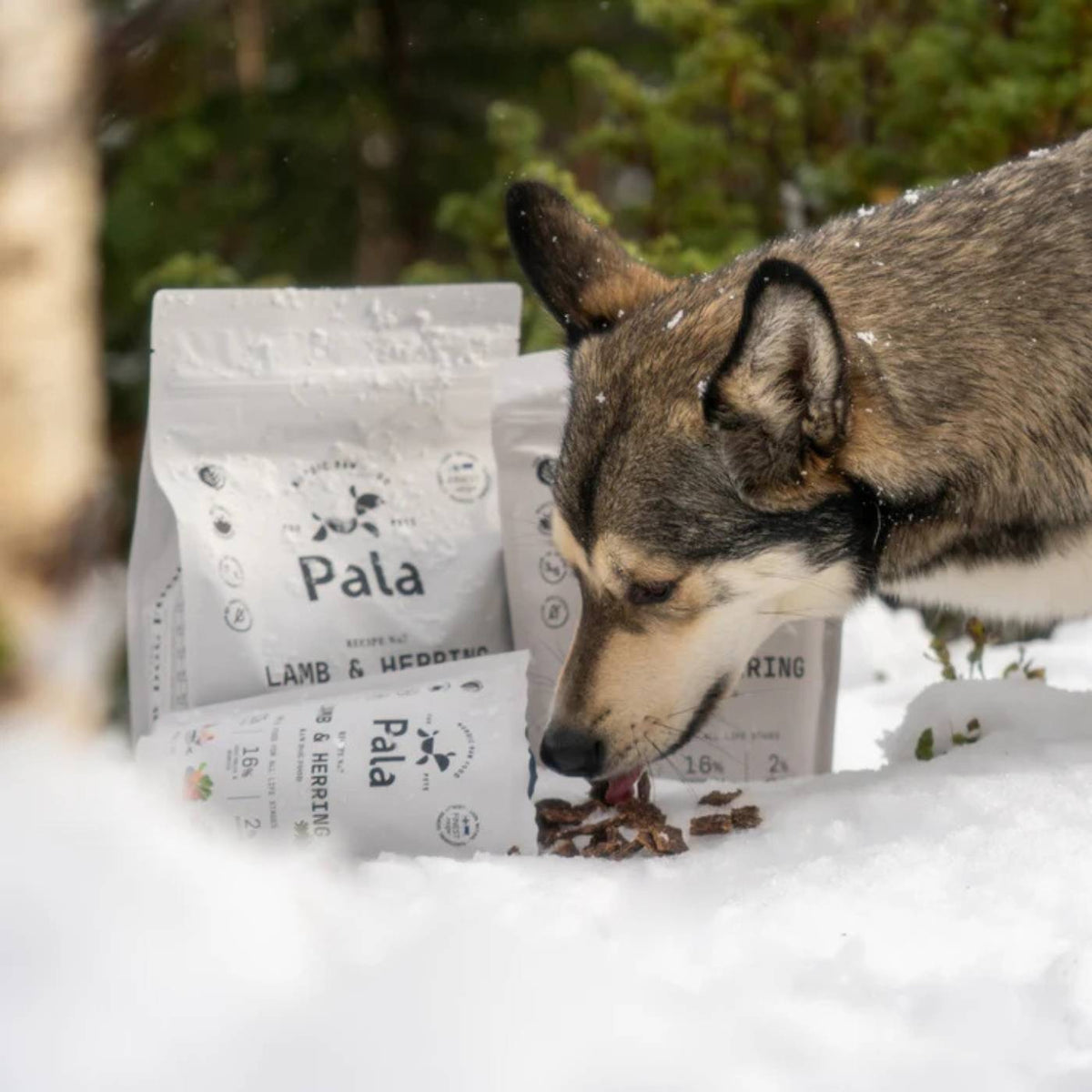 Pala Alimento Completo per Cani con Agnello &amp; Aringa Ricetta N° 7