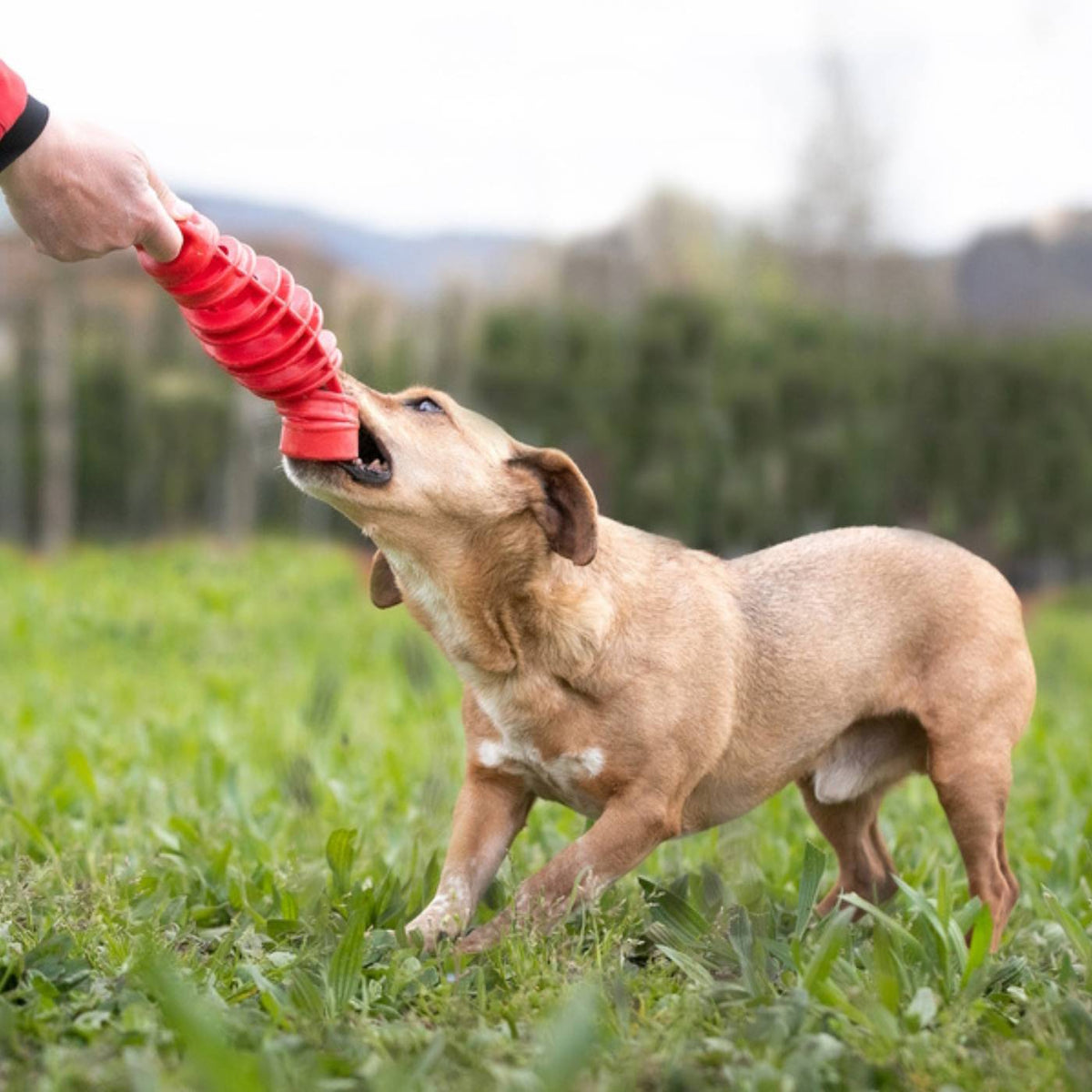 Bama Pet Tira &amp; Molla Mini Gioco per Cani