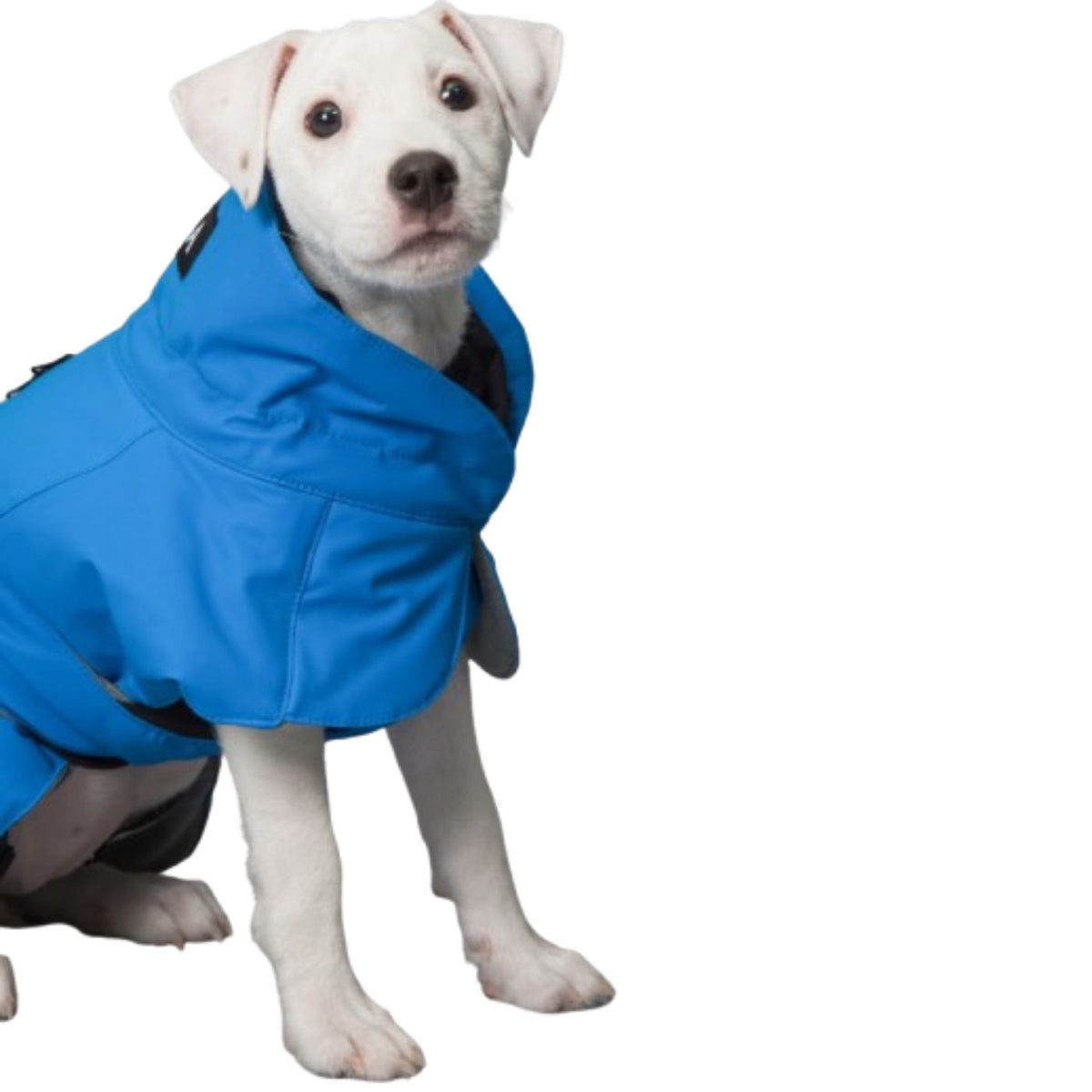 Paikka Giacca Invernale per Cani ad Alta Visibilità Indaco