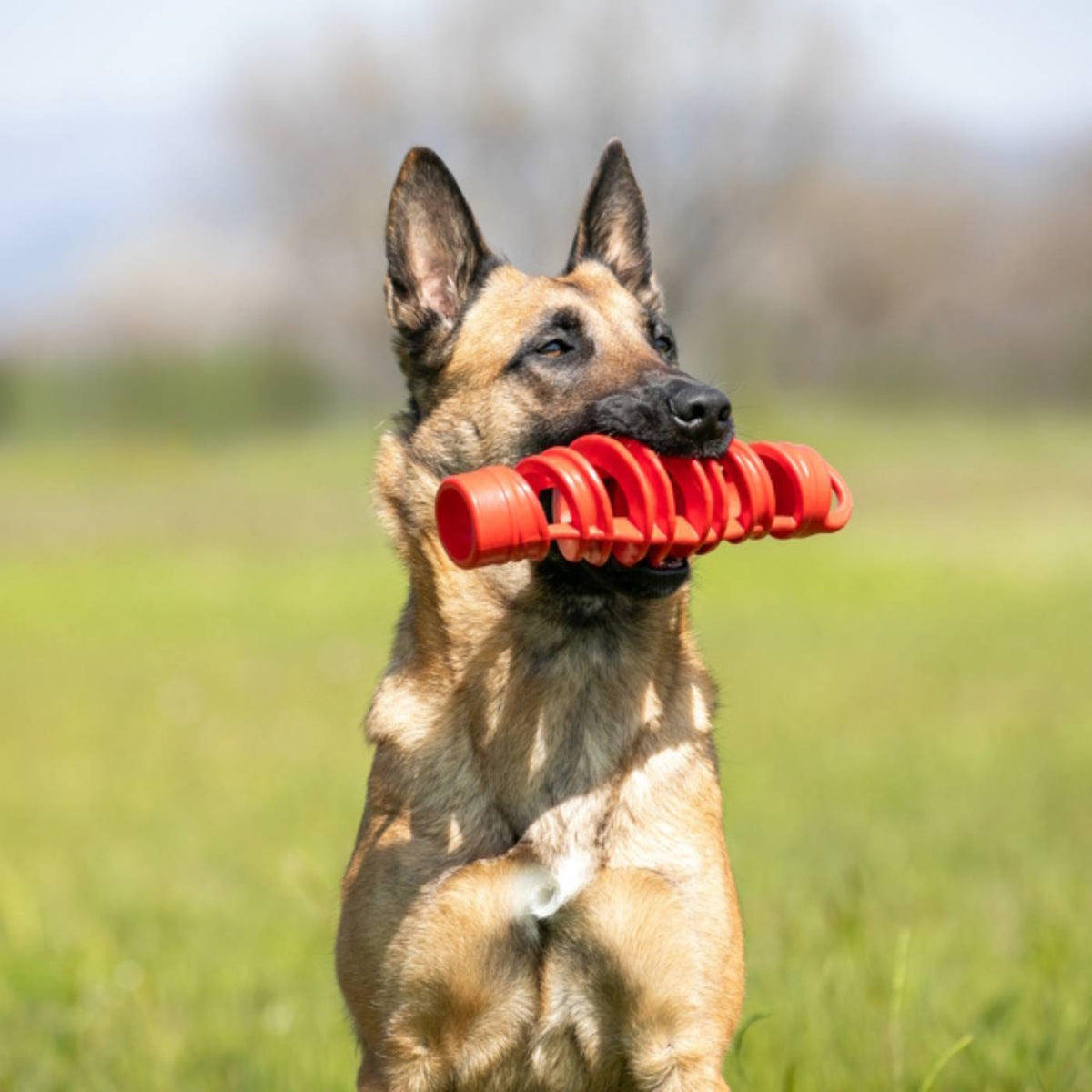 Bama Pet Tira &amp; Molla Gioco per Cani