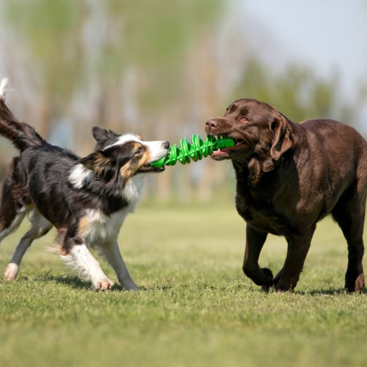 Bama Pet Tira &amp; Molla Gioco per Cani