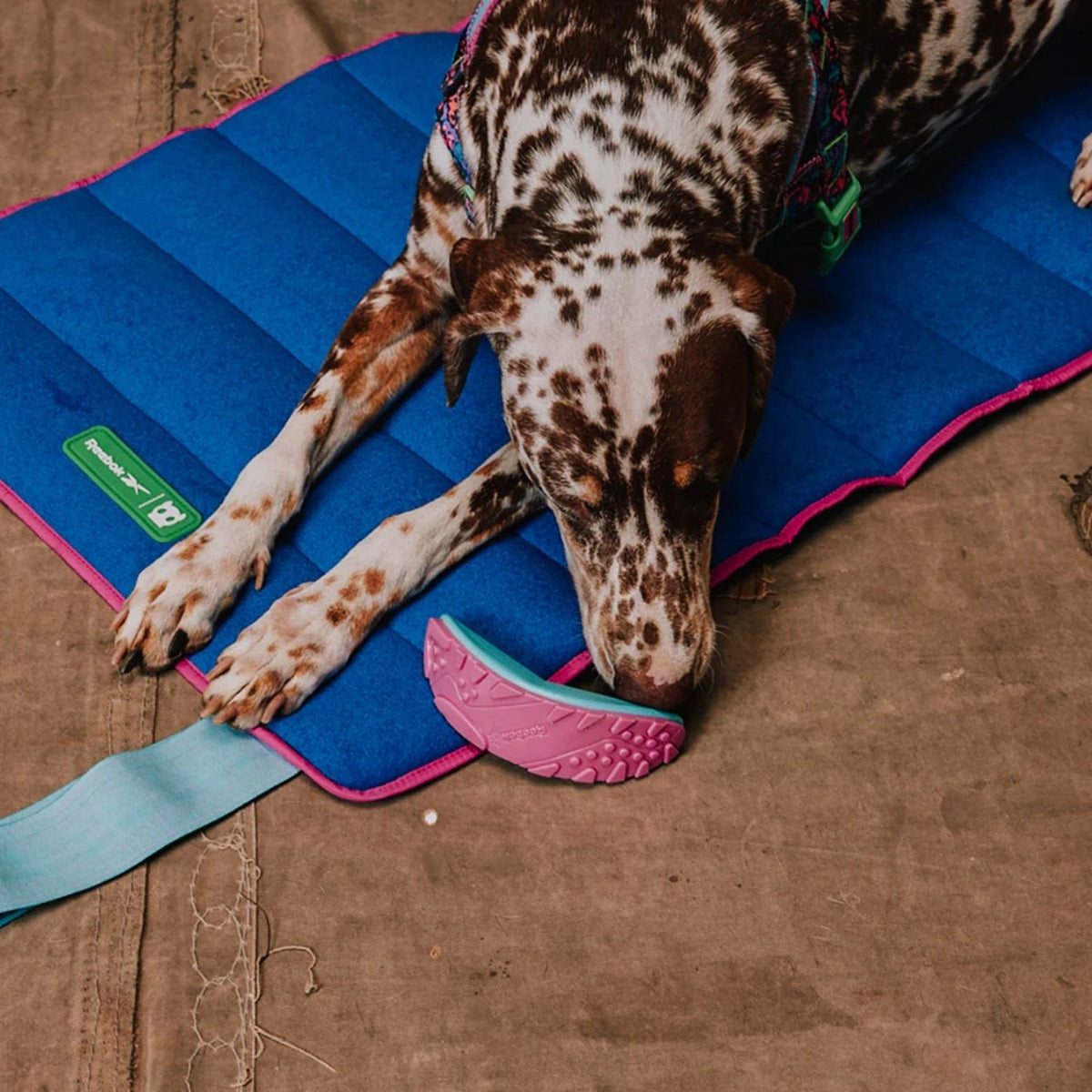 Zee.Dog Gioco per Cani in Nylon Boomerang Reebok Aerobic