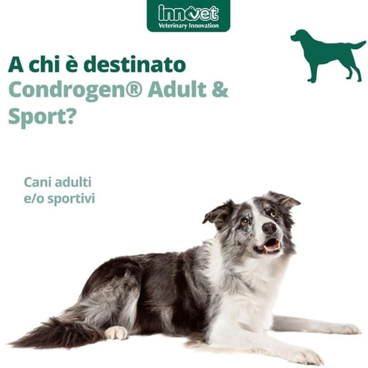 Condrogen Adult &amp; Sport per Cani Stick Innovet