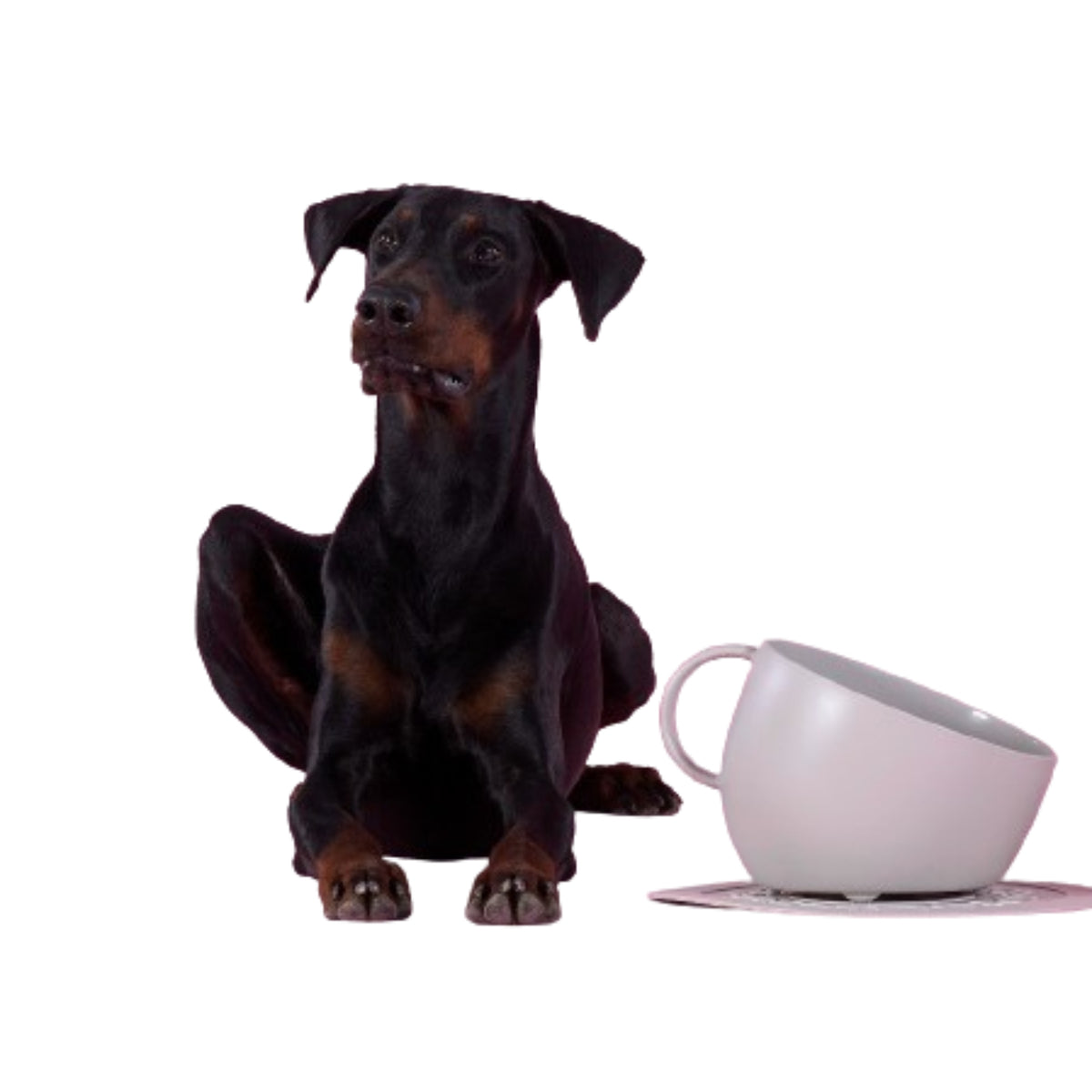 United Pets SET Ciotola e Sotto Ciotola per Cani CUP e PLATE in Polipropilene Tortora