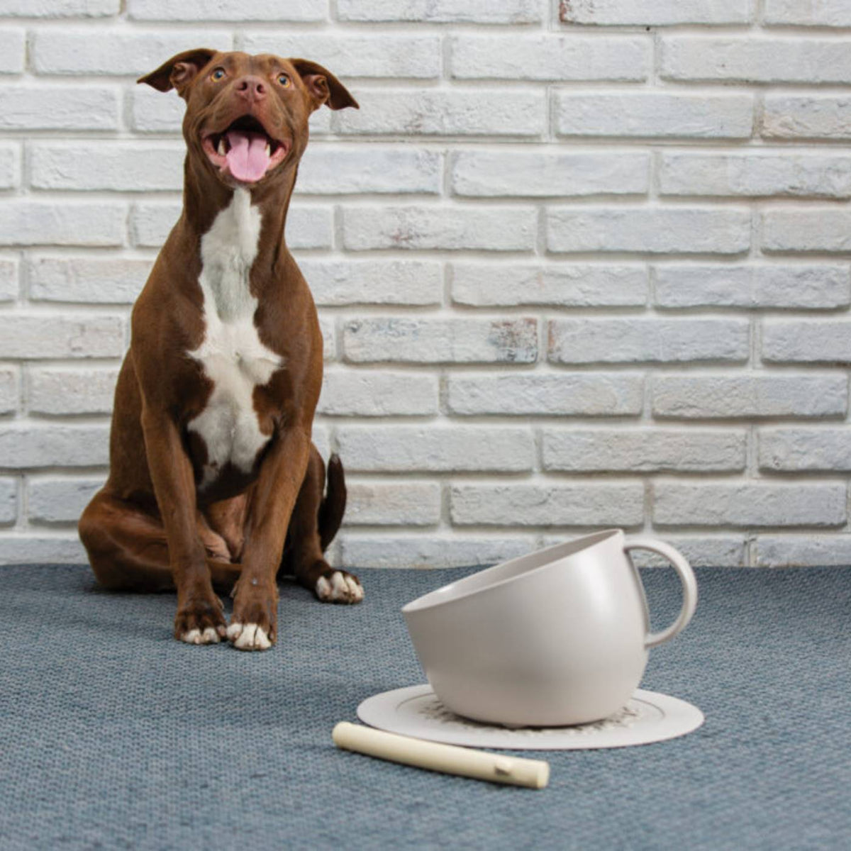 United Pets SET Ciotola e Sotto Ciotola per Cani CUP e PLATE in Polipropilene Tortora