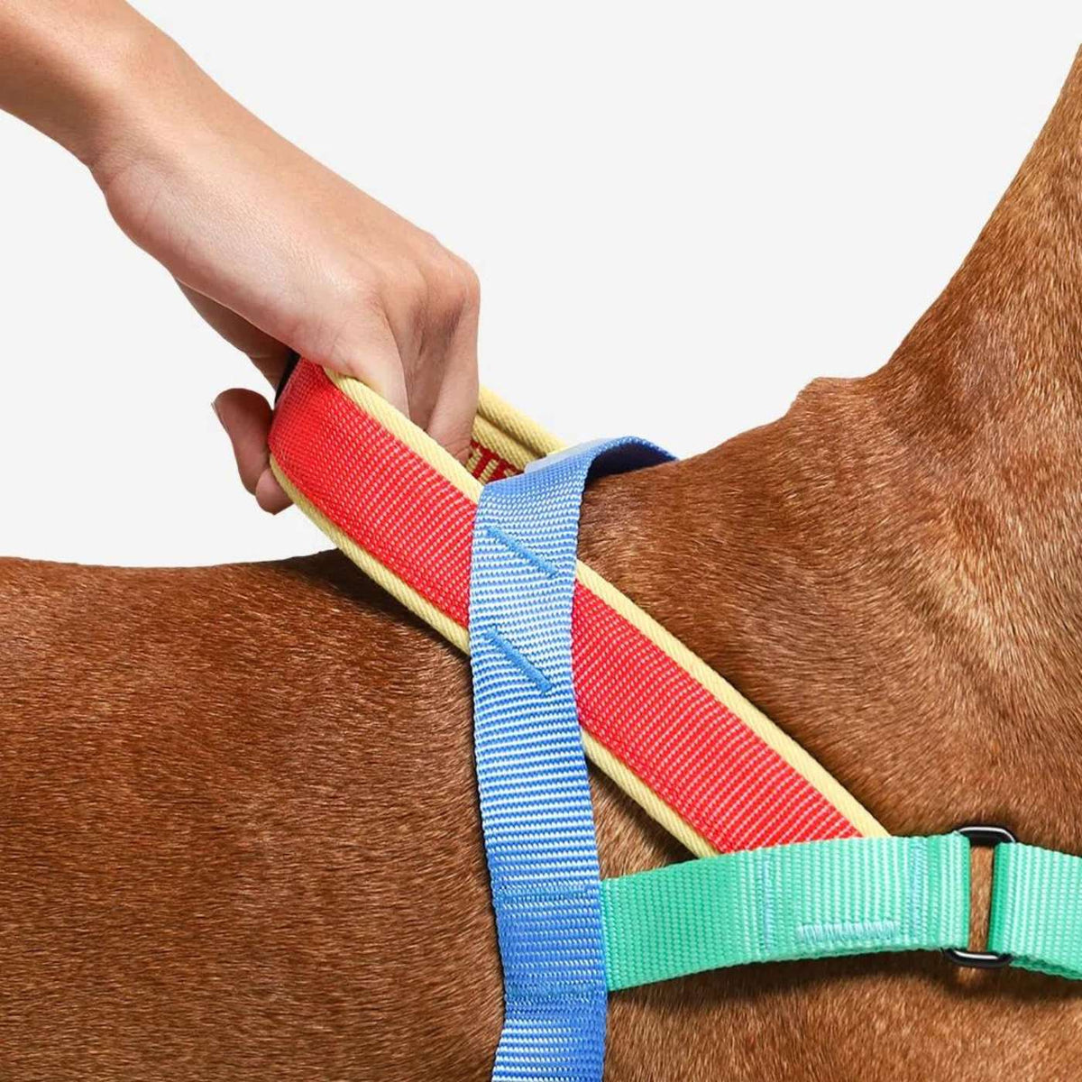 Zee.Dog Pettorina Norvegese per Cani Softer-Walk per Cani Mellow