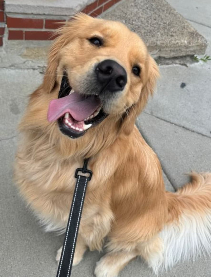 per il tuo cane